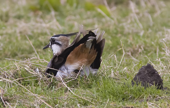 Kiebitz vogel bilder