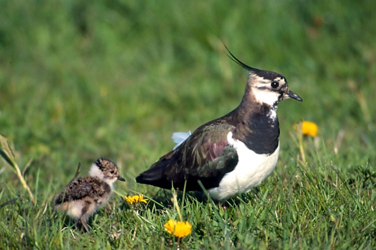 Kiebitz vogel bilder