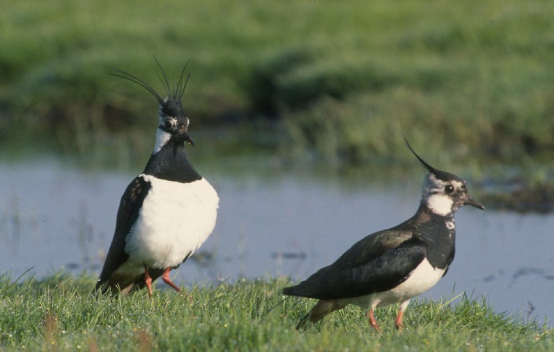 Kiebitz vogel bilder