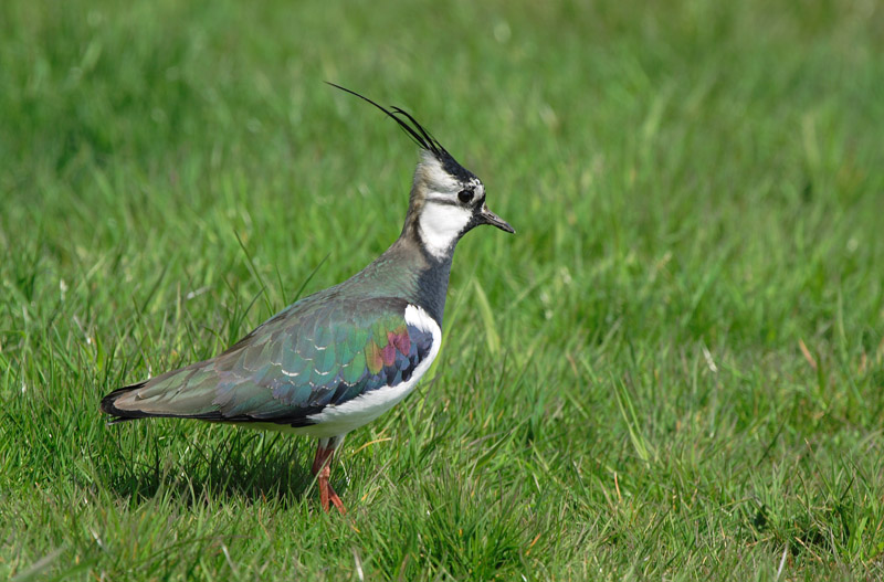 Kiebitz vogel bilder