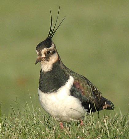 Kiebitz vogel bilder