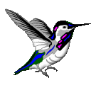 Kolibri