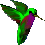 Kolibri