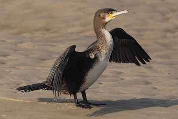 Kormoran