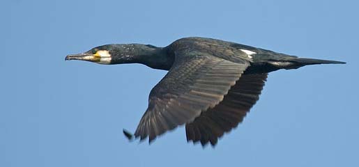 Kormoran vogel bilder