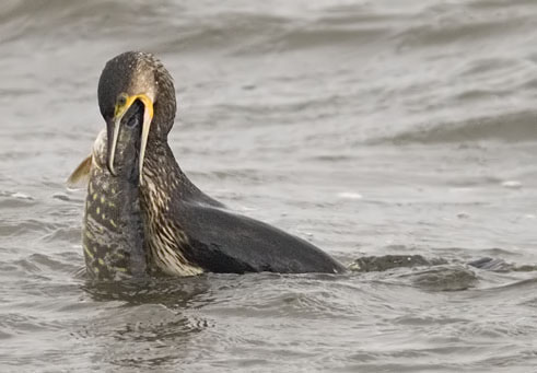 Kormoran vogel bilder