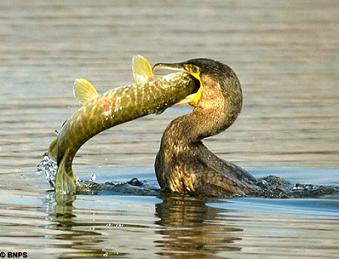 Kormoran vogel bilder