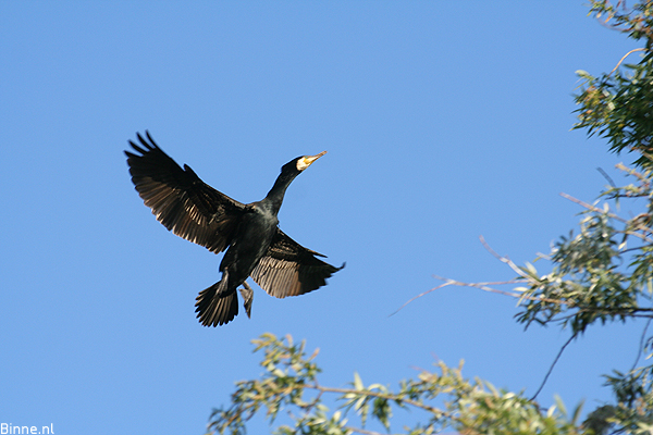 Kormoran