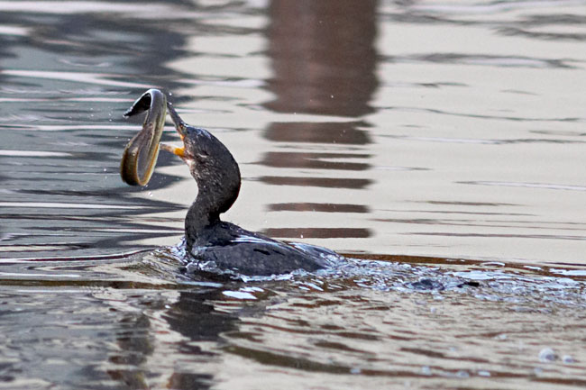 Kormoran