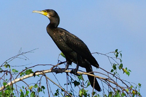 Kormoran