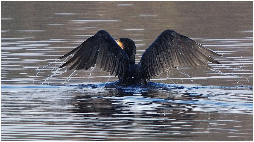 Kormoran vogel bilder