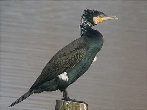 Kormoran