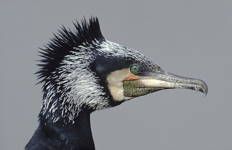 Kormoran