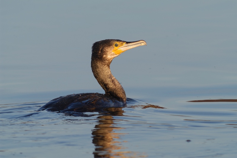 Kormoran