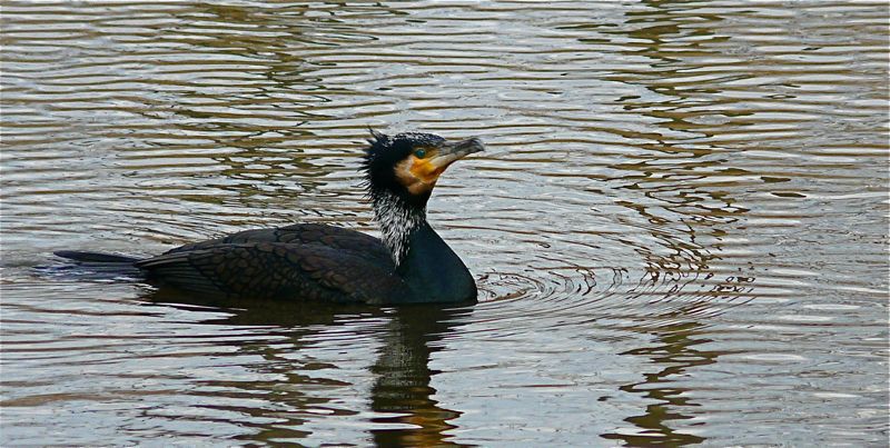 Kormoran