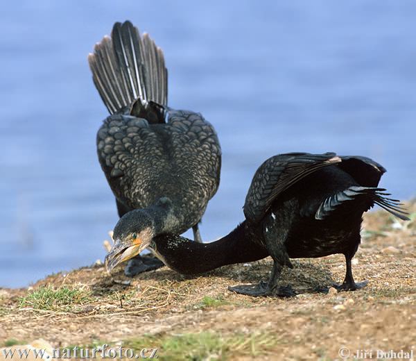 Kormoran vogel bilder