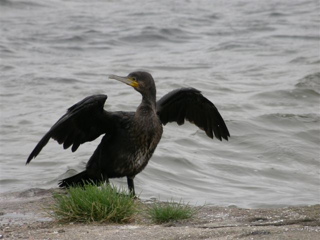 Kormoran