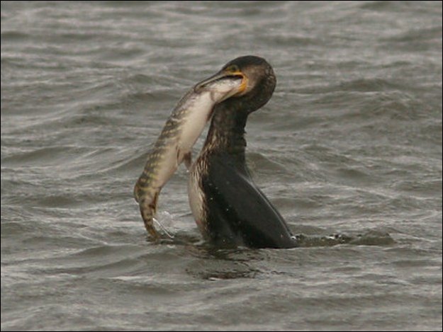 Kormoran