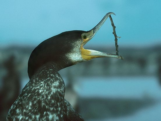 Kormoran vogel bilder