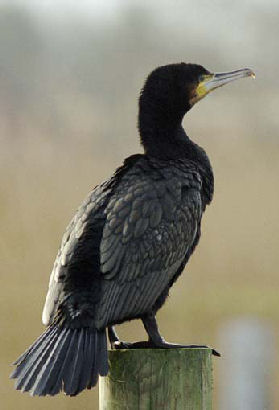 Kormoran