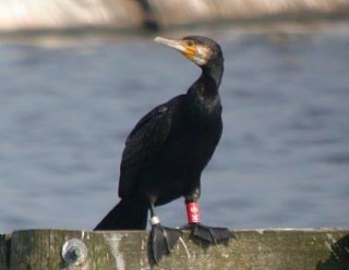 Kormoran