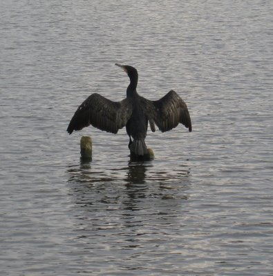 Kormoran vogel bilder