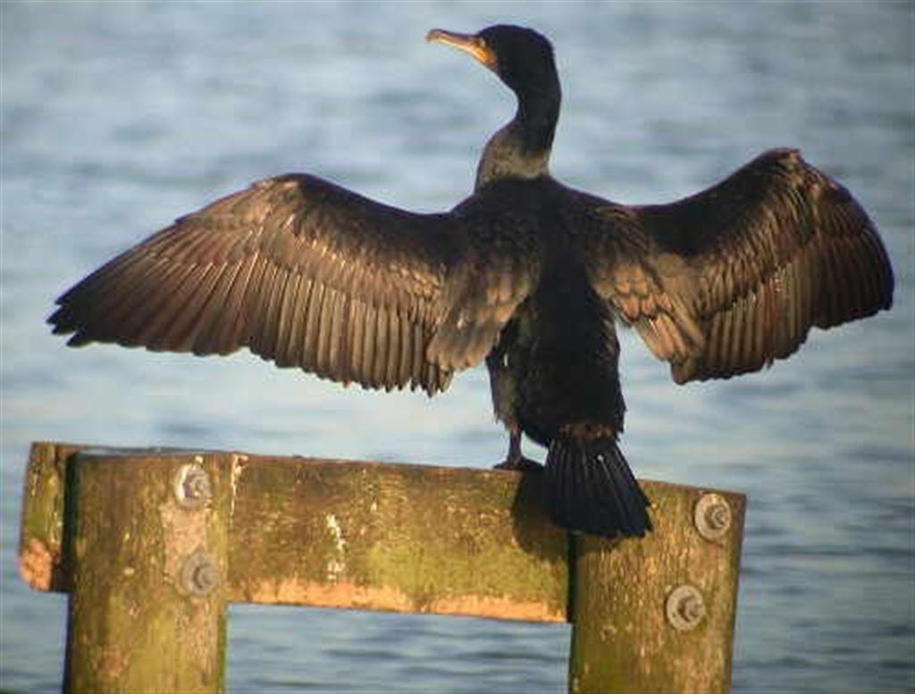 Kormoran