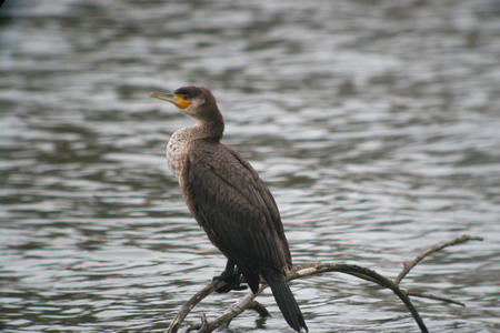 Kormoran