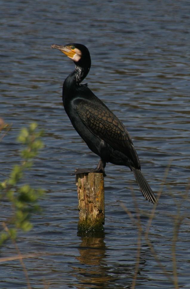 Kormoran vogel bilder