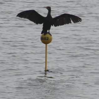 Kormoran