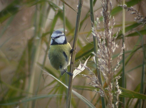 Meise vogel bilder