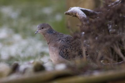 Oriental turteltaube vogel bilder