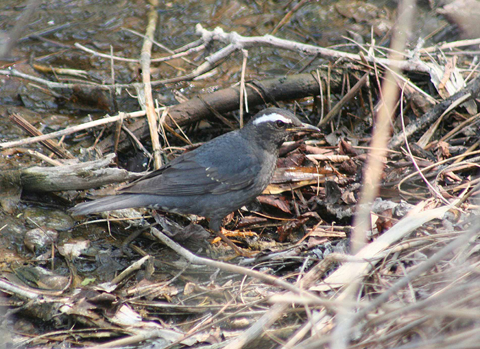 Oriental turteltaube vogel bilder