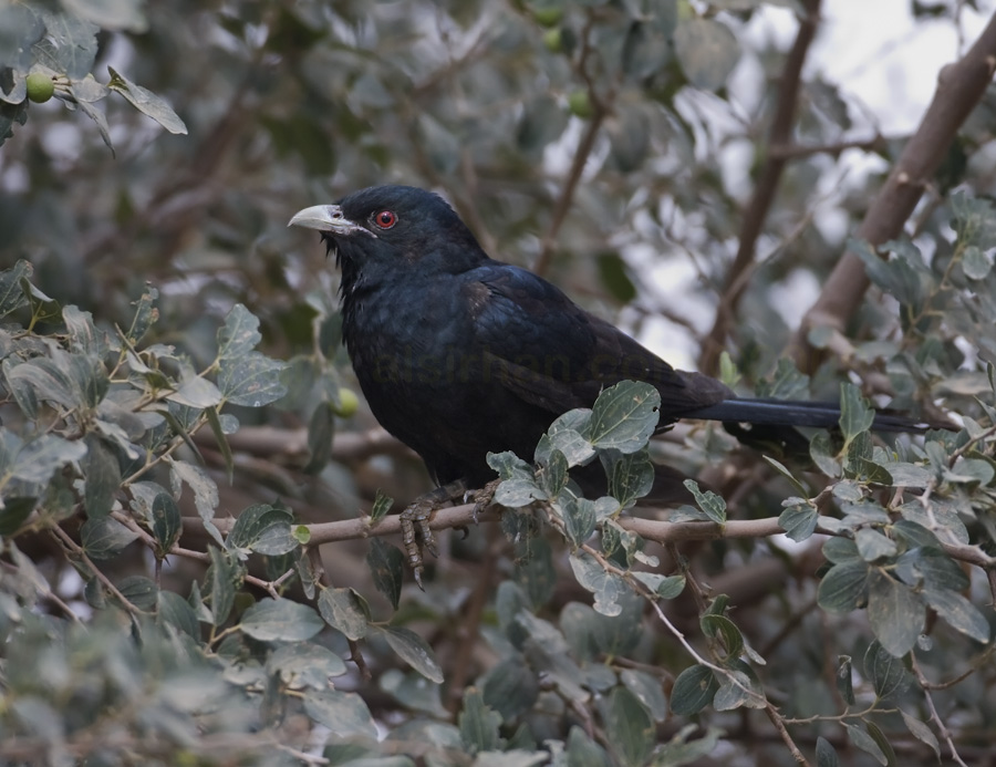 Oriental turteltaube vogel bilder