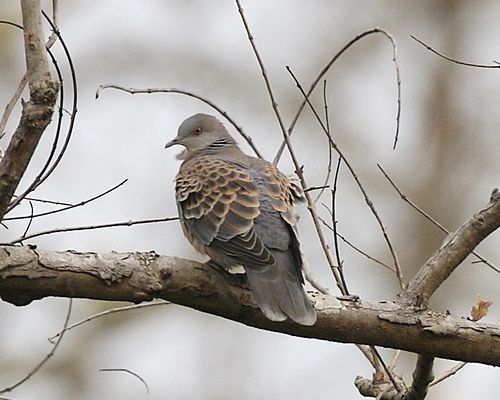 Oriental turteltaube vogel bilder