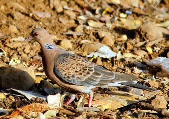 Oriental turteltaube vogel bilder