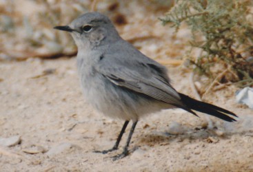 Oriental turteltaube vogel bilder