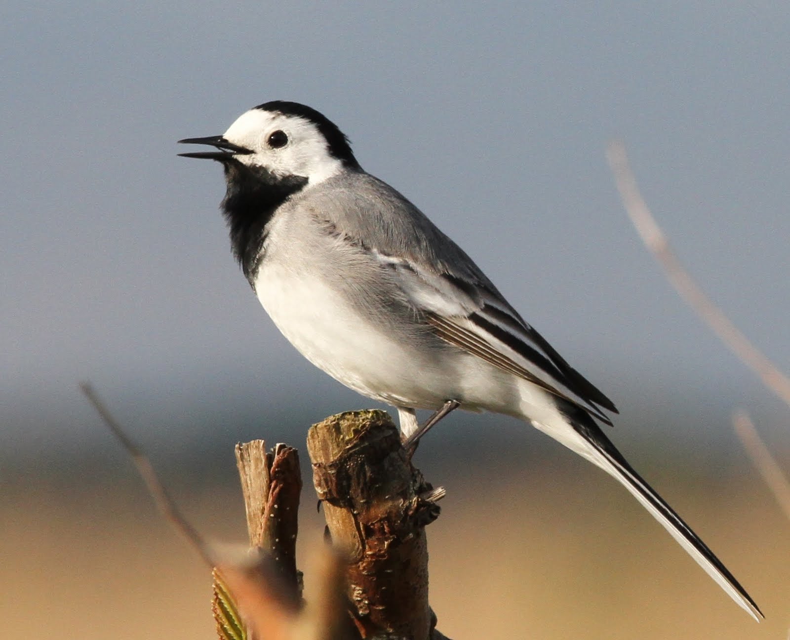 Oriental turteltaube vogel bilder