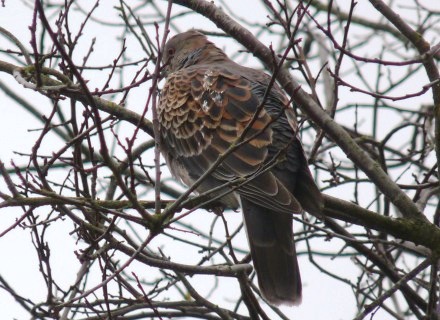 Oriental turteltaube vogel bilder