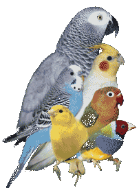 Papageien vogel bilder