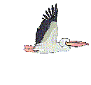 Pelikanen vogel bilder