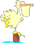 Pelikanen vogel bilder