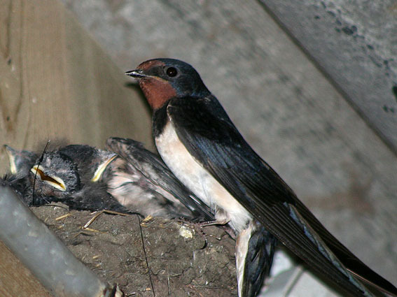 Rauchschwalben vogel bilder