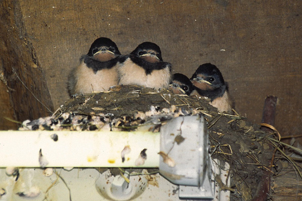 Rauchschwalben vogel bilder