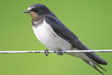 Rauchschwalben vogel bilder