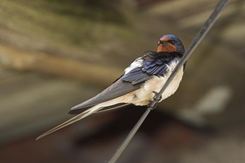 Rauchschwalben vogel bilder