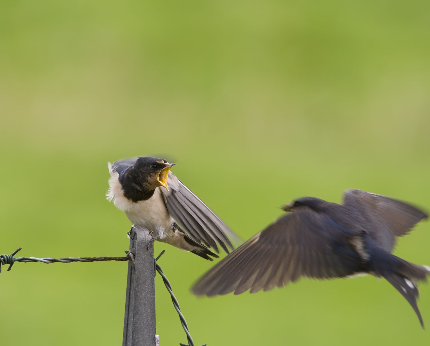 Rauchschwalben vogel bilder