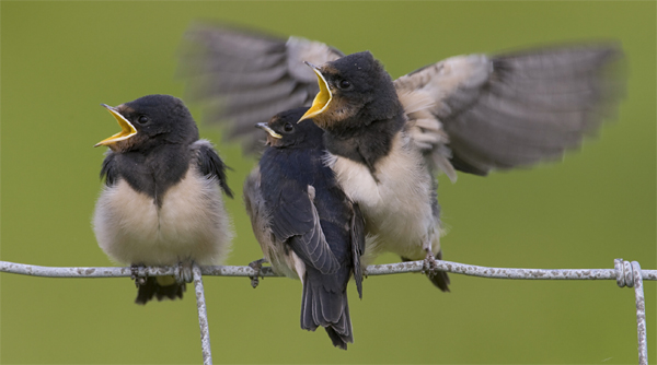 Rauchschwalben vogel bilder