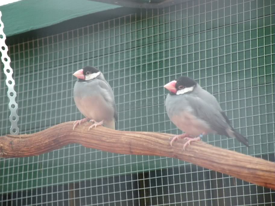 Reisvogel vogel bilder