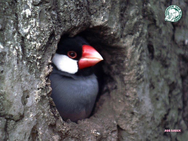 Reisvogel vogel bilder